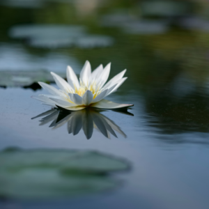 Lotus flower on lake